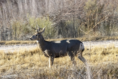 Mule Deer BdA Dec 2022-004-SharpenAI